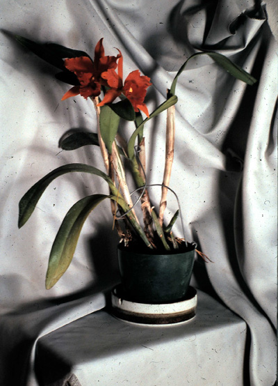 red orchid